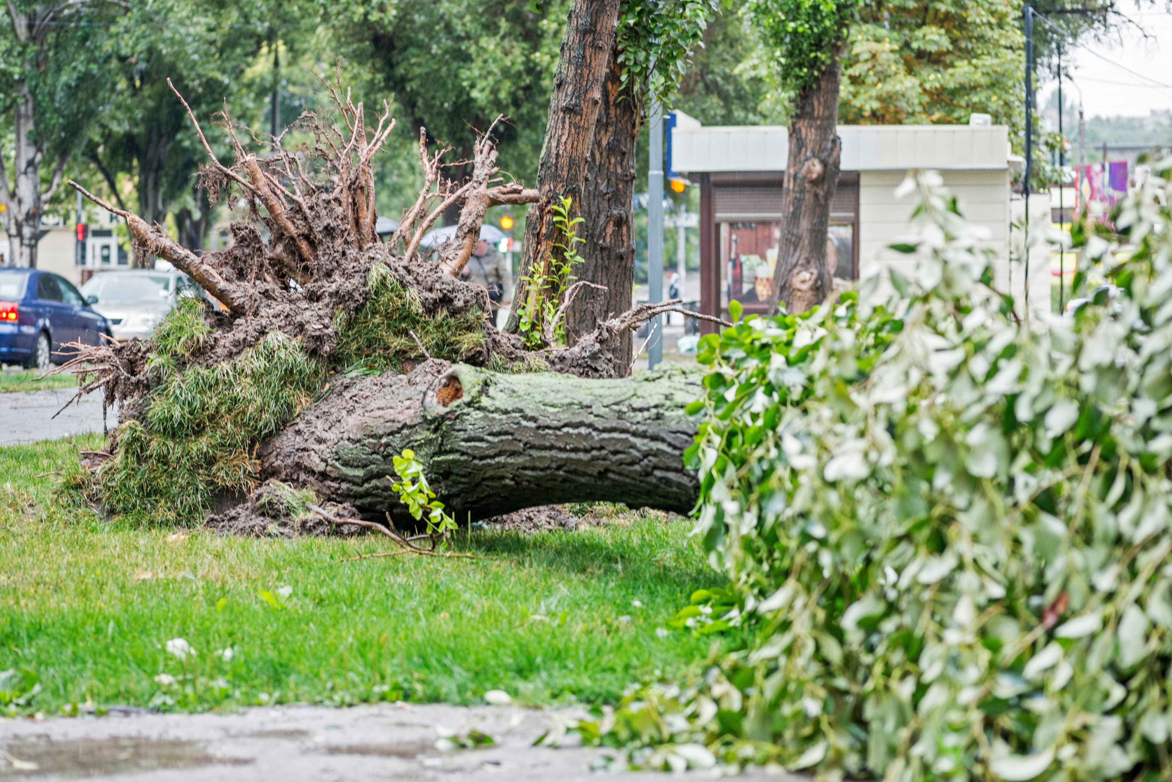 an image of a tree that has fallen down