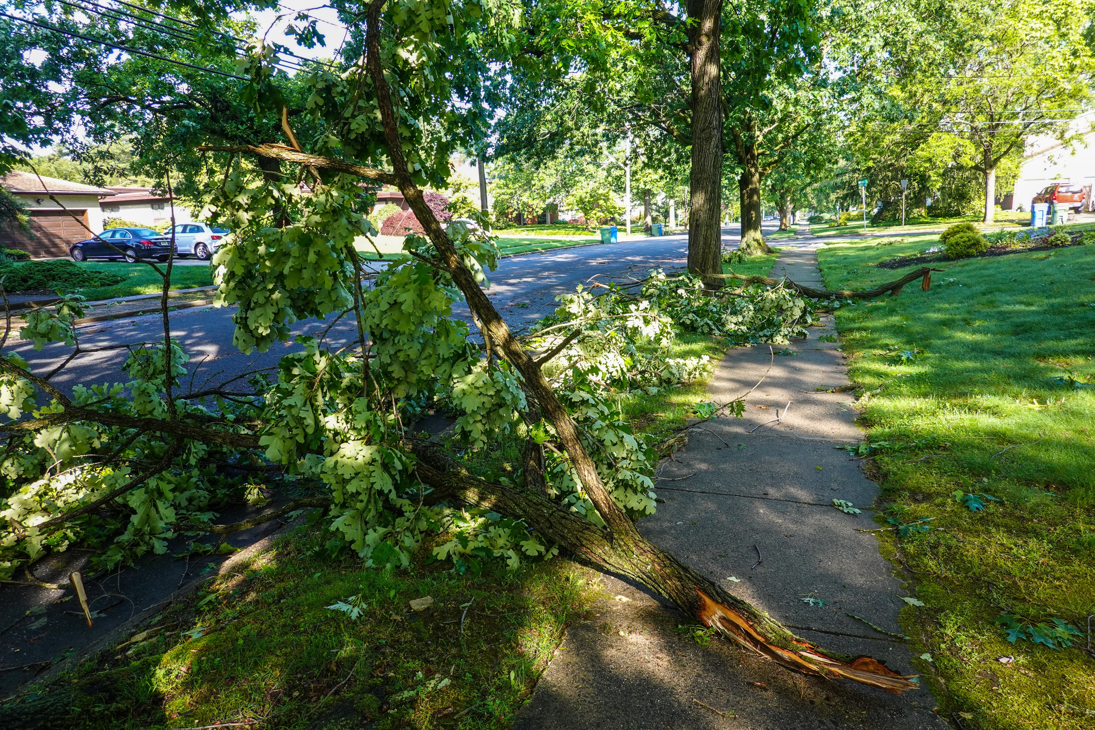 an image of branches laying on the ground after a storm