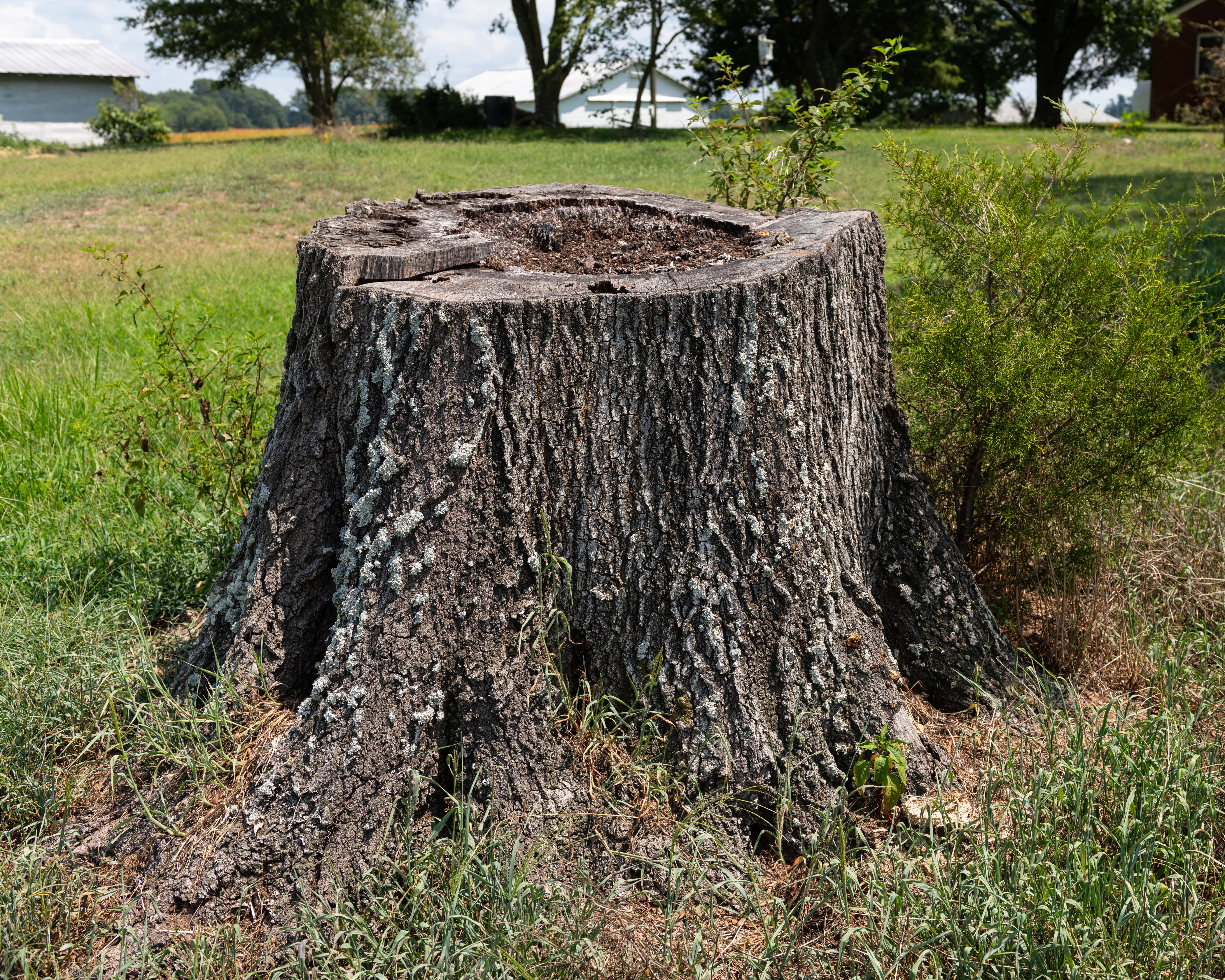 an image of an old tree stump in a grass area
