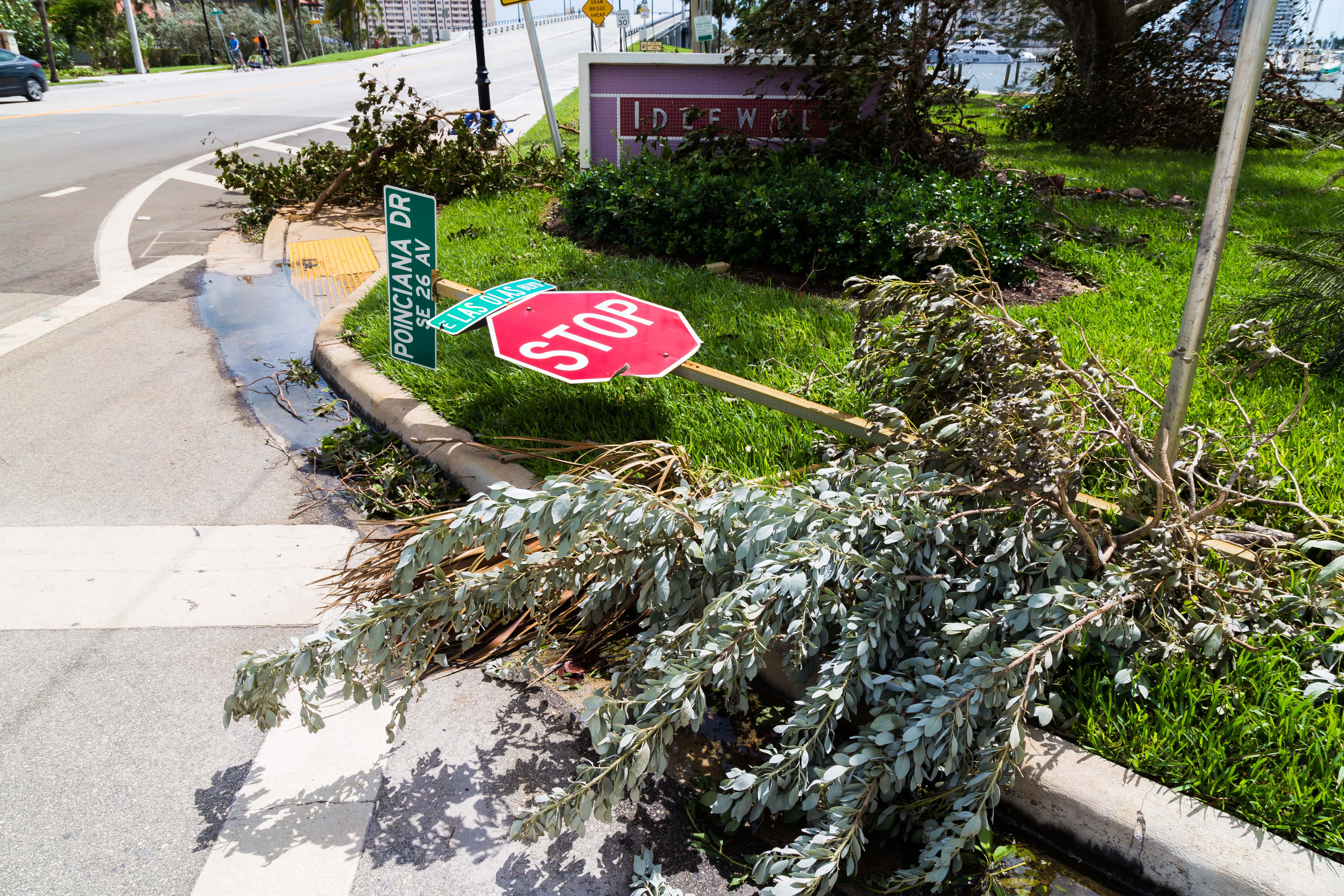 an image of a fallen tree and a knocked over stop sign